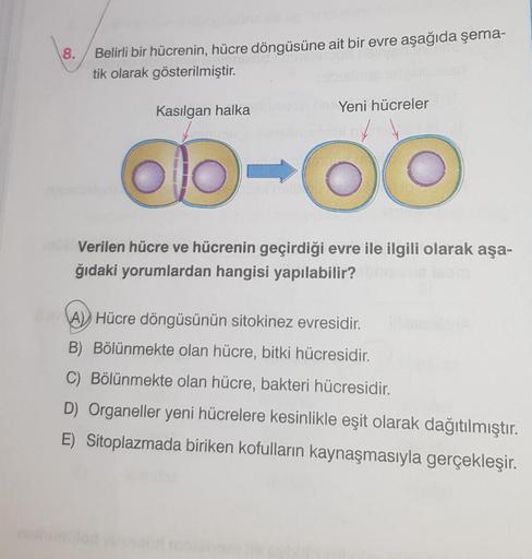 8.
VER
Belirli bir hücrenin, hücre döngüsüne ait bir evre aşağıda şema-
tik olarak gösterilmiştir.
Kasılgan halka
Yeni hücreler
ab-oo
Verilen hücre ve hücrenin geçirdiği evre ile ilgili olarak aşa-
ğıdaki yorumlardan hangisi yapılabilir? ba
A) Hücre döngüs