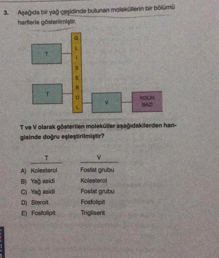 3.
Aşağıda bir yağ çeşidinde bulunan moleküllerin bir bölümü
harflerle gösterilmiştir.
G
T
A) Kolesterol
B) Yağ asidi
C) Yağ asidi
D) Steroit
E) Fosfolipit
LISE
R
0
T ve V olarak gösterilen moleküller aşağıdakilerden han-
gisinde doğru eşleştirilmiştir?
V