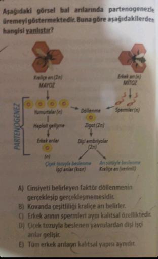 Aşağıdaki görsel bal arılarında partenogenezle
üremeyi göstermektedir. Buna göre
aşağıdakilerden
hangisi yanlıştır?
PARTENOGENEZ
Kraliçe an (2n)
MAYOZ
00
Yumurtalar (n)
Haploit gelişme
Erkek anılar
O
Döllenme
Zigot (2n)
Digi embriyolar
(2n)
Çiçek tozuyla b