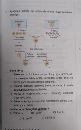 2. Aşağıdaki şekilde bal arılarında üreme olayı şematize
edilmiştir.
Kraliçe an
2n
n
n n n
Yumurtalar
Mayoz
Gelişme
Erkek arılar
n
İşçi arı
2n
Zigot
2n
Dişi embriyolar
Polenle
beslenme
D) III ve IV
Arı sütü ile
beslenme
Erkek arı
n
Mitoz
Spermler
Kraliçe a