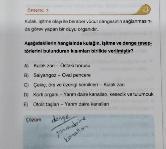 ÖRNEK: 3
Kulak, işitme olayı ile beraber vücut dengesinin sağlanmasın-
da görev yapan bir duyu organıdır.
Aşağıdakilerin hangisinde kulağın, işitme ve denge resep-
törlerini bulunduran kısımları birlikte verilmiştir?
A) Kulak zarı - Östaki borusu
B) Salyan