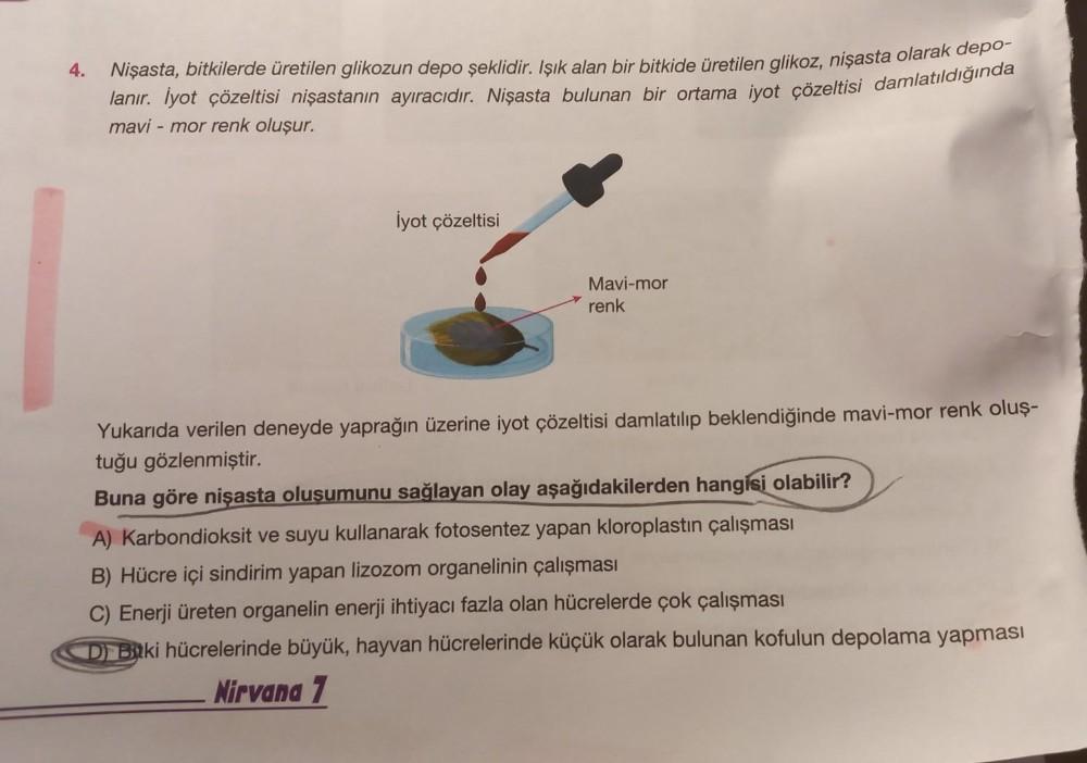 4.
Nişasta, bitkilerde üretilen glikozun depo şeklidir. Işık alan bir bitkide üretilen glikoz, nişasta olarak depo-
lanır. İyot çözeltisi nişastanın ayıracıdır. Nişasta bulunan bir ortama iyot çözeltisi damlatıldığında
mavi - mor renk oluşur.
İyot çözeltis