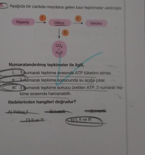 5. Aşağıda bir canlıda meydana gelen bazı tepkimeler verilmiştir.
Nişasta
1
A) Yalnız II
Glikoz
CO₂
H₂O
D) II ve III
3
Numaralandırılmış tepkimeler ile ilgili,
2
1.
1 numaralı tepkime sırasında ATP tüketimi olmaz.
2 numaralı tepkime sonucunda su açığa çıka