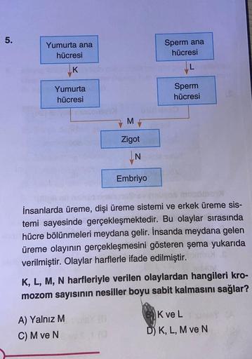 5.
Yumurta ana
hücresi
K
Yumurta
hücresi
M
Zigot
IN
Embriyo
A) Yalnız M
C) M ve N
Sperm ana
hücresi
L
Sperm
hücresi
İnsanlarda üreme, dişi üreme sistemi ve erkek üreme sis-
temi sayesinde gerçekleşmektedir. Bu olaylar sırasında
hücre bölünmeleri meydana ge