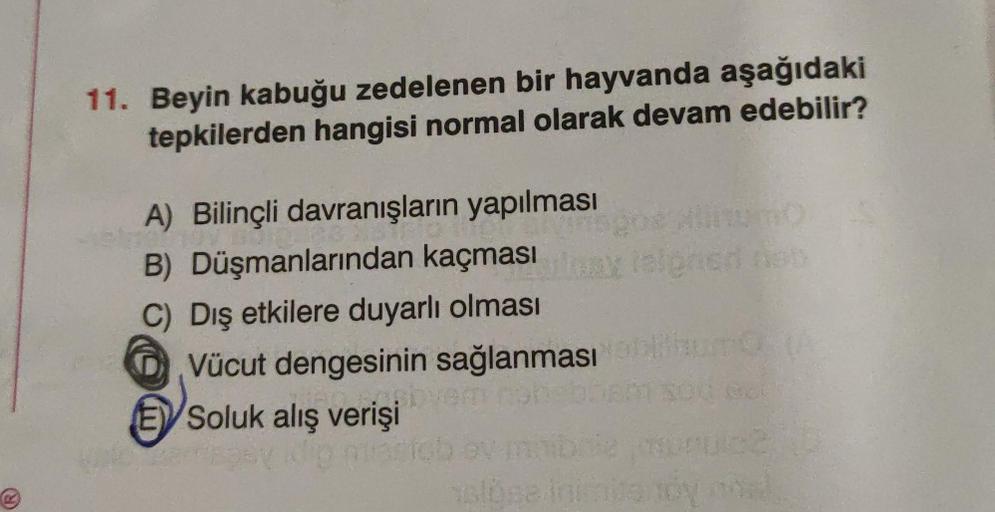 11. Beyin kabuğu zedelenen bir hayvanda aşağıdaki
tepkilerden hangisi normal olarak devam edebilir?
A) Bilinçli davranışların yapılması
B) Düşmanlarından kaçması
C) Dış etkilere duyarlı olması
DVücut dengesinin sağlanması
E Soluk alış verişi
way Talgned no