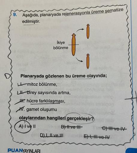 9. Aşağıda, planaryada rejenerasyonla üreme şematize
edilmiştir.
+₁
İkiye
bölünme
Planaryada gözlenen bu üreme olayında;
L mitoz bölünme,
L. birey sayısında artma,
HH hücre farklılaşması,
. gamet oluşumu
olaylarından hangileri gerçekleşir?
A) I ve II
B) H 