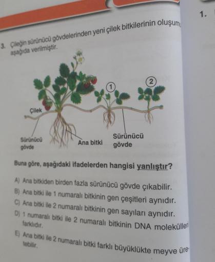 3. Çileğin sürünücü gövdelerinden yeni çilek bitkilerinin oluşumu
aşağıda verilmiştir.
Çilek
Sürünücü
gövde
Ana bitki
Sürünücü
gövde
(2)
Buna göre, aşağıdaki ifadelerden hangisi yanlıştır?
A) Ana bitkiden birden fazla sürünücü gövde çıkabilir.
B) Ana bitki