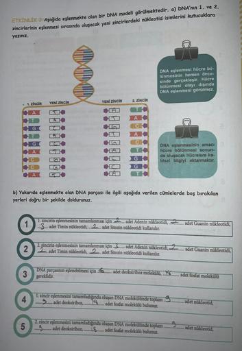 ETKİNLİK 3 Aşağıda eşlenmekte olan bir DNA modeli görülmektedir. a) DNA'nın 1. ve 2.
zincirlerinin eşlenmesi sırasında oluşacak yeni zincirlerdeki nükleotid isimlerini kutucuklara
yazınız.
. 1. ZİNCİR
A
YENİ ZİNCİR
4
YENİ ZİNCİR
5
2. ZİNCİR
A
C
G
DNA eşlen
