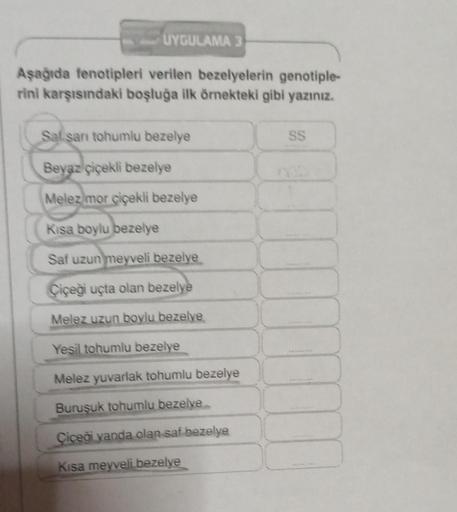 UYGULAMA 3
Aşağıda fenotipleri verilen bezelyelerin genotiple-
rini karşısındaki boşluğa ilk örnekteki gibi yazınız.
Saf sanı tohumlu bezelye
Beyaz çiçekli bezelye
Melez mor çiçekli bezelye
Kısa boylu bezelye
Saf uzun meyveli bezelye
Çiçeği uçta olan bezel