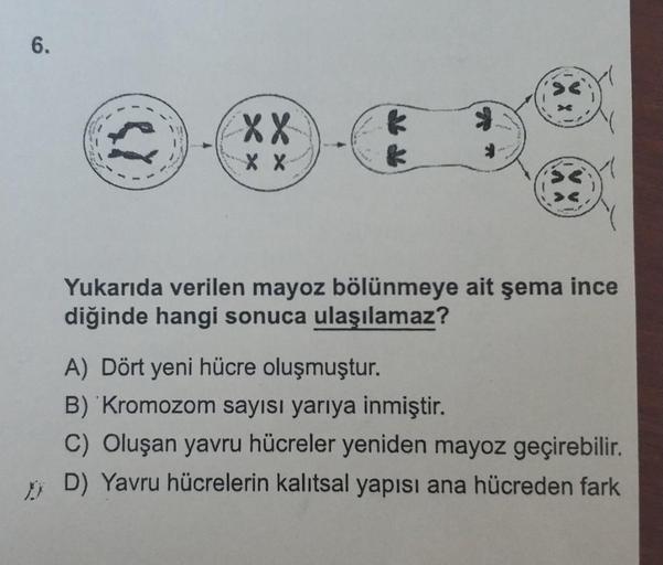 6.
candy
15
XX
Xx
XX-
Yukarıda verilen mayoz bölünmeye ait şema ince
diğinde hangi sonuca ulaşılamaz?
A) Dört yeni hücre oluşmuştur.
B) Kromozom sayısı yarıya inmiştir.
C) Oluşan yavru hücreler yeniden mayoz geçirebilir.
D) Yavru hücrelerin kalıtsal yapısı