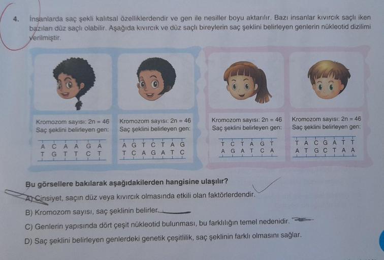 İnsanlarda saç şekli kalıtsal özelliklerdendir ve gen ile nesiller boyu aktarılır. Bazı insanlar kıvırcık saçlı iken
bazılanı düz saçlı olabilir. Aşağıda kıvırcık ve düz saçlı bireylerin saç şeklini belirleyen genlerin nükleotid dizilimi
verilmiştir.
Kromo