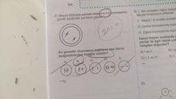 Test
117. Mayoz bölünme sonrası oluşen n 2 kromozomlu
gamet aşağıdaki şekildeki gibid
Bu gametin oluşmasını sağlayan ana hücre
aşağıdakilerden hangisi olabilir?
HH
***D
20=4
B)
(HH HH)
E)
121. 1. Biri anneden diğeri babad
taşıyan kromozom çiftleridir.
II. Mayoz I in anafaz evresin
III. Üreme hücrelerinde bulu
IV. Diploit kromozomlu hücr
Eşeyli üreyen canlılarda g
zomlar ile ilgili olarak yuk
hangileri doğrudur?
A) I ve II
D) I, II ve IV
122.
B) I ve
E) I,