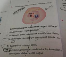 üzerinde
ar
MOUS
5.
Şekilde mayoz bölünmeye ait bir evre görülmektedir.
SL
Ar
cs
Şekille ilgili aşağıda verilenlerden hangisi yanlıştır?
A Cekirdek zarı ve çekirdekçik erir.
B) Kromatin iplikler yoğunlaşarak kromozomlara dönüşür.
G) Homolog kromozomlar yan yana gelerek tetratları oluş
IV.
evre
duru
A)
8.
turur.
D Sentrioller zıt kutuplara çekilir.
Tetratları oluşturan kromozomların kardeş kromatitleri a-
rasında genin aleller karşılıklı değişir.