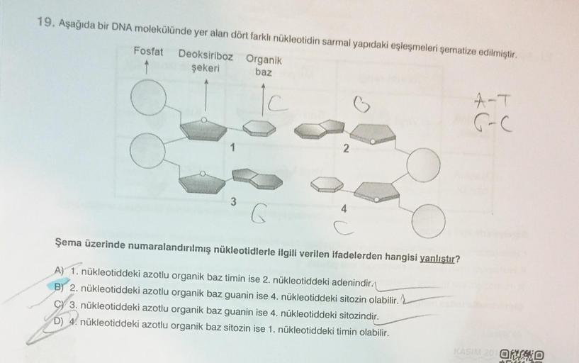 19. Aşağıda bir DNA molekülünde yer alan dört farklı nükleotidin sarmal yapıdaki eşleşmeleri şematize edilmiştir.
Fosfat Deoksiriboz
şekeri
Organik
baz
Ic
3
4
C
Şema üzerinde numaralandırılmış nükleotidlerle ilgili verilen ifadelerden hangisi yanlıştır?
A)