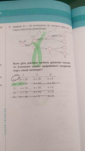 ||
tik
e-
e-
n-
TÜMLER YAYINLARI
8. Aşağıda 2n = 20 kromozomlu bir hücrenin mitoz ve
mayoz bölünmesi gösterilmiştir.
2n = 20
Mitoz
Mayoz - Mayoz - I
Buna göre şekildeki harflerle gösterilen hücrele-
rin kromozom sayıları aşağıdakilerin hangisinde
doğru ola