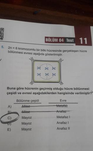 OMX
BÖLÜM 04 Test 11
5. 2n = 6 kromozomlu bir bitki hücresinde gerçekleşen hücre
bölünmesi evresi aşağıda gösterilmiştir.
Buna göre hücrenin geçirmiş olduğu hücre bölünmesi
çeşidi ve evresi aşağıdakilerden hangisinde verilmiştir?
A)
C)
"XX"
X X.
E)
Bölünme