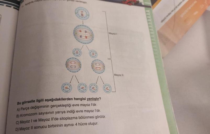 Asagida ma
sel verilmiştir.
(A)
Bu görselle ilgili aşağıdakilerden hangisi yanlıştır?
A) Parça değişiminin gerçekleştiği evre mayoz l'dir.
B) Kromozom sayısının yarıya indiği evre mayoz l'dir.
C) Mayoz I ve Mayoz Il'de sitoplazma bölünmesi görülür.
D) Mayo