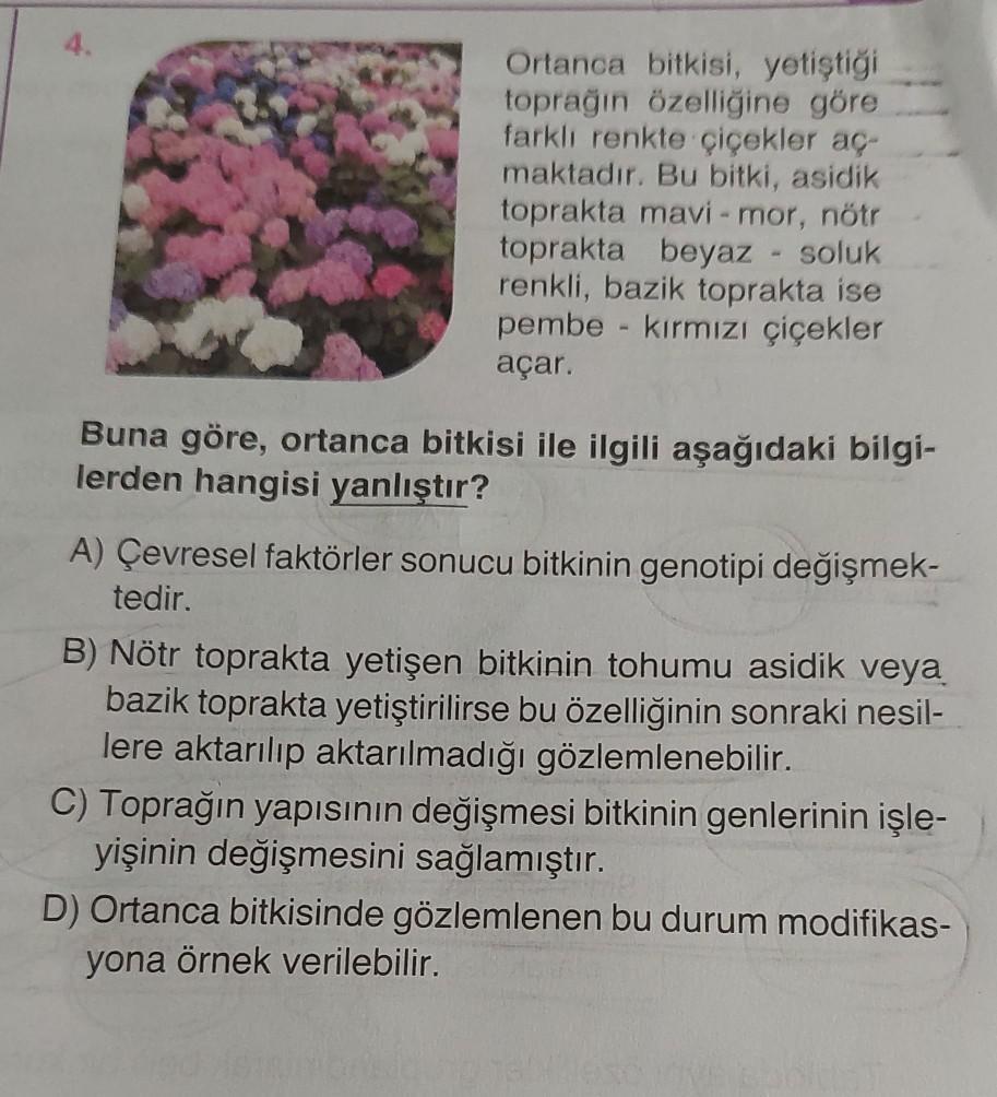 Ortanca bitkisi, yetiştiği
toprağın özelliğine göre
farklı renkte çiçekler aç-
maktadır. Bu bitki, asidik
toprakta mavi - mor, nötr
toprakta beyaz soluk
renkli, bazik toprakta ise
pembe kırmızı çiçekler
açar.
-
Buna göre, ortanca bitkisi ile ilgili aşağıda