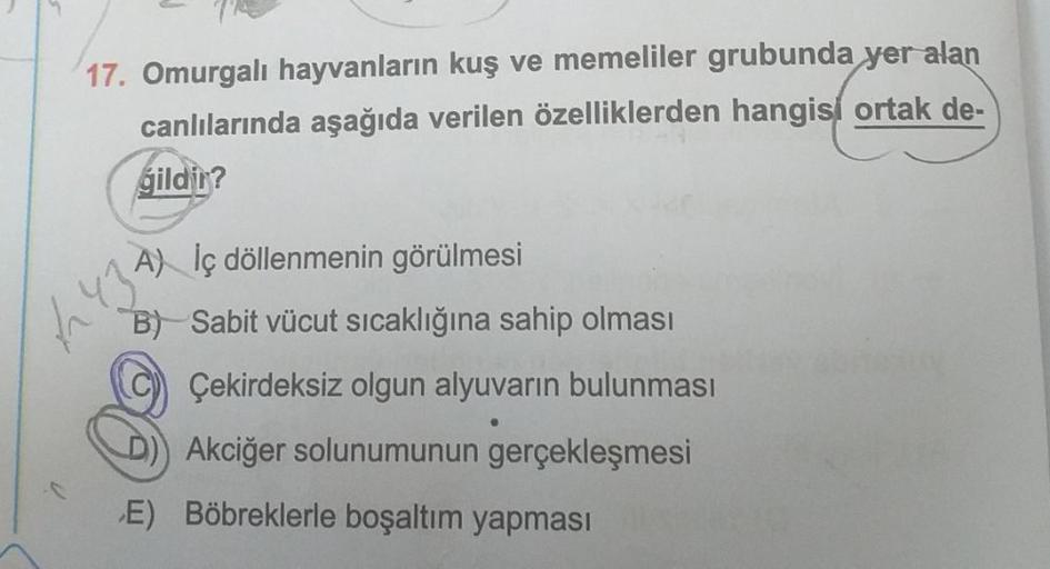 17. Omurgalı hayvanların kuş ve memeliler grubunda yer alan
canlılarında aşağıda verilen özelliklerden hangisi ortak de-
gildir?
A) Iç döllenmenin görülmesi
B) Sabit vücut sıcaklığına sahip olması
CÇekirdeksiz olgun alyuvarın bulunması
D) Akciğer solunumun