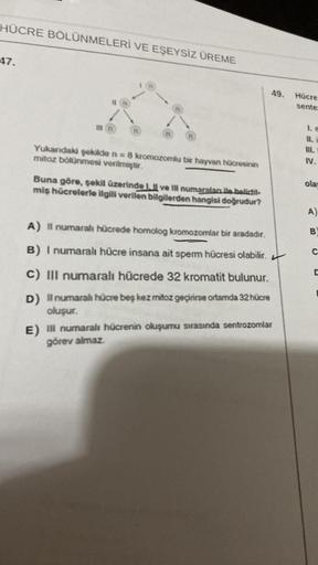 HÜCRE BÖLÜNMELERİ VE EŞEYSİZ ÜREME
47.
II n
In
n
n
Yukarıdaki şekilde n = 8 kromozomlu bir hayvan hücresinin
mitoz bölünmesi verilmiştir.
Buna göre, şekil üzerinde I. Il ve Ill numaraları ile belirtil
miş hücrelerle ilgili verilen bilgilerden hangisi doğru