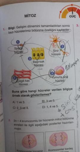 MITOZ
Sperm
hücresi
1. Bilgi: Gelişim dönemini tamamladıktan sonra
bazı hücrelerimiz bölünme özelliğini kaybeder.
Çizgili kas
hücresi
YOU OU
Bağırsak
hücresi
XLXX
Sinir
hücresi
5
Yumurta ana
hücresi
Buna göre hangi hücreler verilen bilgiye
örnek olarak gös