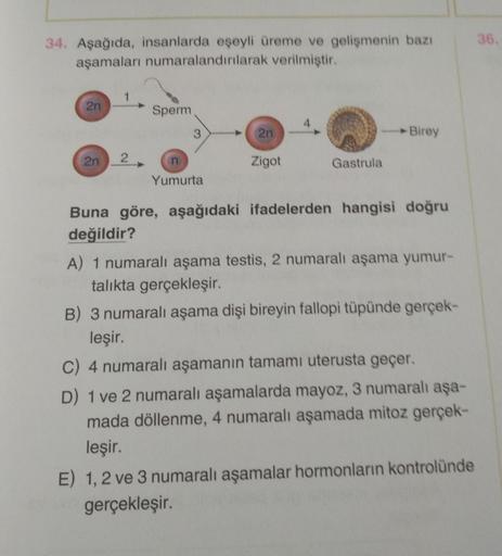 34. Aşağıda, insanlarda eşeyli üreme ve gelişmenin bazı
aşamaları numaralandırılarak verilmiştir.
2n
2n
2
Sperm
3
n
Yumurta
2n
Zigot
4
Gastrula
Birey
Buna göre, aşağıdaki ifadelerden hangisi doğru
değildir?
A) 1 numaralı aşama testis, 2 numaralı aşama yumu