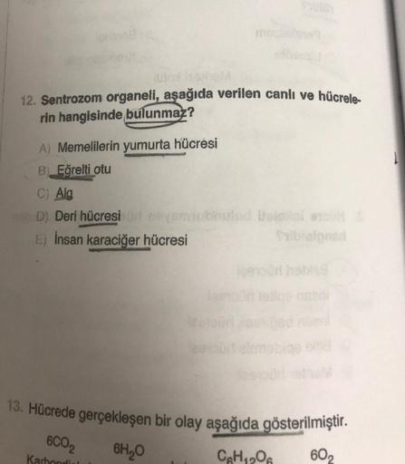 julex sp
12. Sentrozom organeli, aşağıda verilen canlı ve hücrele-
rin hangisinde bulunmaz?
A) Memelilerin yumurta hücresi
BEğrelti otu
C) Alg
D) Deri hücresi
E) İnsan karaciğer hücresi
ayeubled Welciial e S
13. Hücrede gerçekleşen bir olay aşağıda gösteri