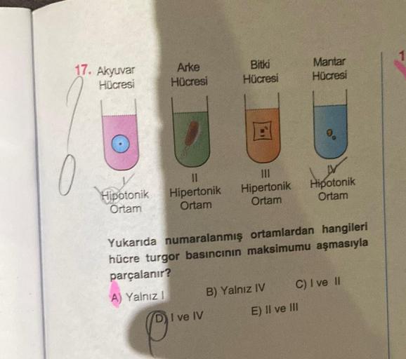 17. Akyuvar
Hücresi
Arke
Hücresi
11
Hipotonik Hipertonik
Ortam
Ortam
Bitki
Hücresi
DI ve IV
E
|||
Hipertonik
Ortam
Yukarıda numaralanmış ortamlardan hangileri
hücre turgor basıncının maksimumu aşmasıyla
parçalanır?
A) Yalnız I
B) Yalnız IV
Mantar
Hücresi
H