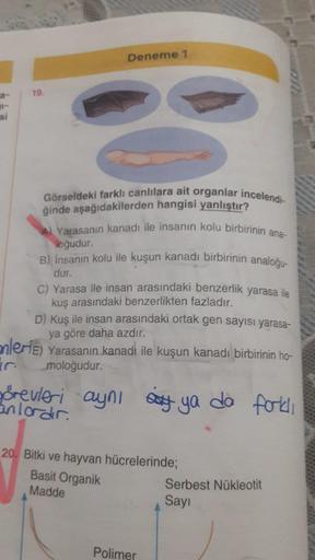 si
19.
Deneme 1
Görseldeki farklı canlılara ait organlar incelendi-
ğinde aşağıdakilerden hangisi yanlıştır?
A Yarasanın kanadı ile insanın kolu birbirinin ana-
loğudur.
B) İnsanın kolu ile kuşun kanadı birbirinin analoğu-
dur.
C) Yarasa ile insan arasında