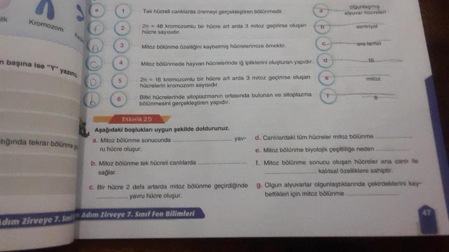 lik
Kromozom
in başına ise "Y" yazına
tiğinda tekrar bölünme
3
5
6
Tek hücreli canlılarda üremeyi gerçekleştiren bölünmedir.
2n = 48 kromozomlu bir hücre art arda 3 mitoz geçirirse oluşan
hücre sayısıdır.
Mitoz bölünme özelliğini kaybetmiş hücrelerimize ör