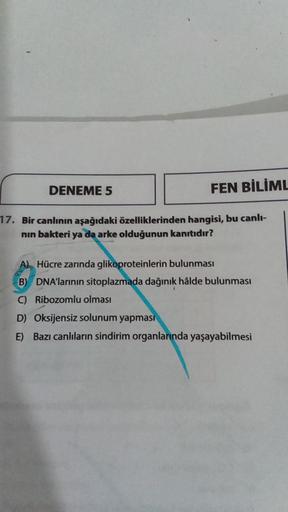 DENEME 5
FEN BİLİML
17. Bir canlının aşağıdaki özelliklerinden hangisi, bu canlı-
nın bakteri ya da arke olduğunun kanıtıdır?
A) Hücre zarında glikoproteinlerin bulunması
B) DNA'larının sitoplazmada dağınık hâlde bulunması
Ribozomlu olması
D) Oksijensiz so