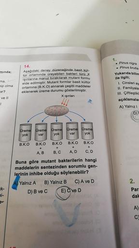 mında;
ma,
hip olma
Eir?
ve II
T
k-
bi-
14.
Aşağıdaki deney düzeneğinde basit kül-
tür ortamında üreyebilen bakteri türü X
ışınlarına maruz bırakılarak mutant formu
elde edilmiştir. Mutant formlar basit kültür
ortamına (B.K.O) alınarak çeşitli maddeler
ekl