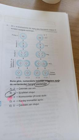 4.
2n = 4 kromozomlu bir eşey ana hücresinin mayoz Il
evreleri aşağıda verilmiştir.
Protaz II XX
Telefoz Il ve
Sitokinez II Anafaz II
Metafaz l
+
XX
+
X
X
+
2
"1
A) 2
B) 1
C)3
D) 4→ Kardeş kromatitler ayrılır.
E) 5 Çekirdek zarı oluşur.
3
n=2
Çekirdek zarı erir.
Iğ iplikleri oluşur.
Kromozomlar çift sıralı dizilir.
4
5
n=2
n=2
n=2
Buna göre, numaralarla belirtilen bölgelere aşağı-
da verilenlerden hangisi yazılamaz?
Üreme
hücreleri