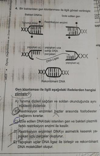 Ölçme, Değerlendirme ve Sınav Hizmetleri Genel Müdürlüğü
TAN
MEB
4. Bir bakteriden gen klonlanması ile ilgili görsel verilmiştir.
Bakteri DNA'SI
İzole edilen gen
Tanıma dizisi
XXXHIN
yapışkan uç
XXX
Restriksiyon enzimi
yapışkan uca
sahip DNA
parçaları
DNA 