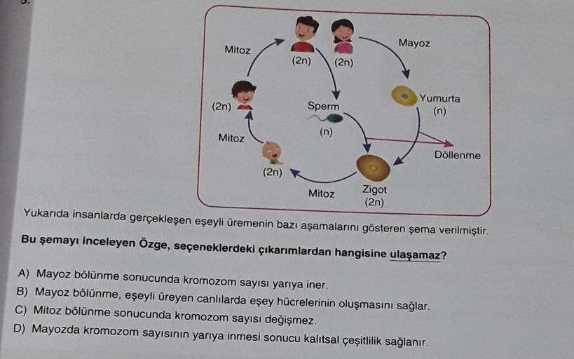 Mitoz
(2n)
Mitoz
(2n)
(2n) (2n)
Sperm
(n)
Mitoz
Zigot
(2n)
Mayoz
Yumurta
Döllenme
Yukarıda insanlarda gerçekleşen eşeyli üremenin bazı aşamalarını gösteren şema verilmiştir.
Bu şemayı inceleyen Özge, seçeneklerdeki çıkarımlardan hangisine ulaşamaz?
A) Mayo