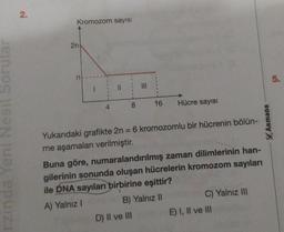 rzında Yeni Nesil Sorular
2.
Kromozom sayısı
2n
n
4
||
8
|||
16
D) II ve III
Hücre sayısı
Yukarıdaki grafikte 2n = 6 kromozomlu bir hücrenin bölün-
me aşamaları verilmiştir.
Buna göre, numaralandırılmış zaman dilimlerinin han-
gilerinin sonunda oluşan hücrelerin kromozom sayıları
ile DNA sayıları birbirine eşittir?
A) Yalnız I
B) Yalnız II
C) Yalnız III
E) I, II ve III
ARMADA
5.