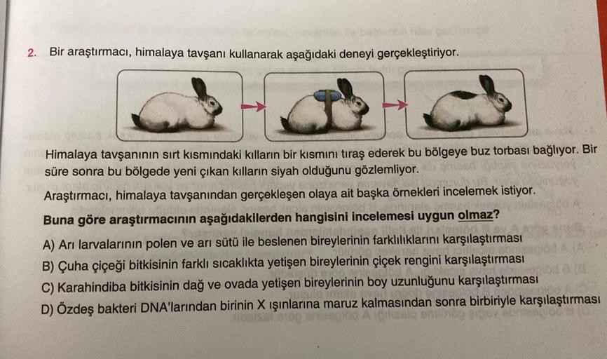 2. Bir araştırmacı, himalaya tavşanı kullanarak aşağıdaki deneyi gerçekleştiriyor.
Himalaya tavşanının sırt kısmındaki kılların bir kısmını tıraş ederek bu bölgeye buz torbası bağlıyor. Bir
süre sonra bu bölgede yeni çıkan kılların siyah olduğunu gözlemliy