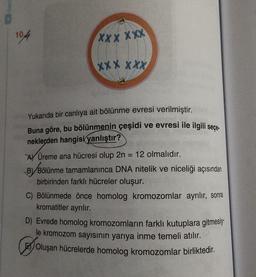 104
XXX XXX
XXX XXX
Yukarıda bir canlıya ait bölünme evresi verilmiştir.
Buna göre, bu bölünmenin çeşidi ve evresi ile ilgili seçe-
neklerden hangisi yanlıştır?
= 12 olmalıdır.
AY Üreme ana hücresi olup 2n
BBölünme tamamlanınca DNA nitelik ve niceliği açısından
birbirinden farklı hücreler oluşur.
C) Bölünmede önce homolog kromozomlar ayrılır, sonra
kromatitler ayrılır.
D) Evrede homolog kromozomların farklı kutuplara gitmesiy
le kromozom sayısının yarıya inme temeli atılır.
olu
Oluşan hücrelerde homolog kromozomlar birliktedir.