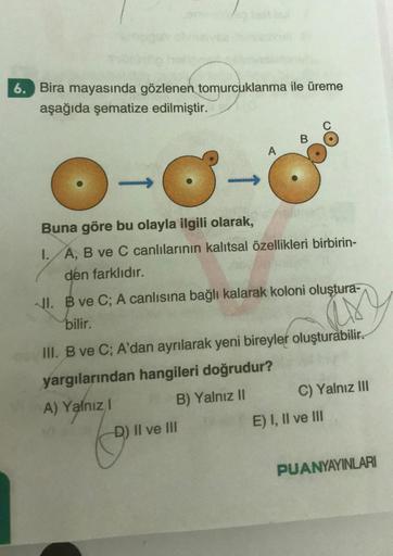 6. Bira mayasında gözlenen tomurcuklanma ile üreme
aşağıda şematize edilmiştir.
C 8-
A
B
Buna göre bu olayla ilgili olarak,
I.
A, B ve C canlılarının kalıtsal özellikleri birbirin-
den farklıdır.
-D) II ve III
II. B ve C; A canlısına bağlı kalarak koloni o