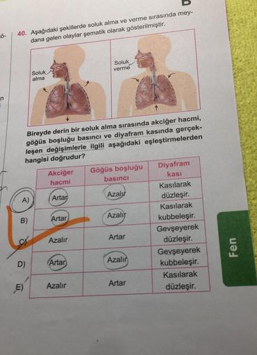 CÖ-
n
40. Aşağıdaki şekillerde soluk alma ve verme sırasında mey-
dana gelen olaylar şematik olarak gösterilmiştir.
A)
Bireyde derin bir soluk alma sırasında akciğer hacmi,
göğüs boşluğu basıncı ve diyafram kasında gerçek-
leşen değişimlerle ilgili aşağıda