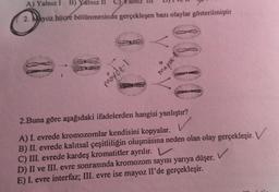 A) Yalnız I B) Yalnız II
2. Mayoz hücre bölünmesinde gerçekleşen bazı olaylar gösterilmiştir
e:
mayőz-1
00
111
mayot
2.Buna göre aşağıdaki ifadelerden hangisi yanlıştır?
A) I. evrede kromozomlar kendisini kopyalar.
B) II. evrede kalıtsal çeşitliliğin oluşmasına neden olan olay gerçekleşir. V
C) III. evrede kardeş kromatitler ayrılır.
D) II ve III. evre sonrasında kromozom sayısı yarıya düşer.
E) I. evre interfaz; III. evre ise mayoz Il'de gerçekleşir.