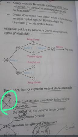 Kamçı kuyruklu Kertenkele türlerinin erkek bireyi
bulunmaz. Bu canlılarda üremeye sadece dişi
canlılar katılır.
Üreme döneminde bazı dişiler, erkek rolüne bürünür
ve diğer dişileri kışkırtır. Böylece diğer dişi
bireylerde yumurta üretimi başlar.
Aşağıdaki şekilde bu canlılarda üreme olayı şematik
olarak gösterilmiştir.
(2n) Mayoz I
Kutup hücresi
Mayoz II
Yalnız II
Birleşme
Yumurta hücresi
Kutup hücresi
Mayoz II
(n)
Kutup hücresi
(2n)
Gelişme
Buna göre, kamçı kuyruklu kertenkelede üremeyle
gili,
Farklı özellikte olan gametlerin birleşmesiyle
erçekleşir.
II. Dış oleme, dış gelişme ile gerçekleşir.
Palerm
III. Partenogeneze örnektir.
Yargılarından hangilerine varılamaz?
BI ve Il
→Dişi birey
C) I ve Ill