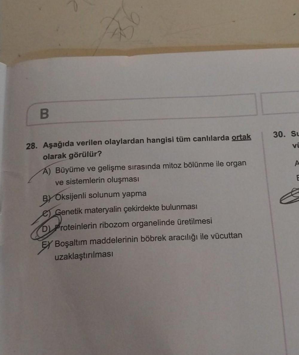 B
B
28. Aşağıda verilen olaylardan hangisi tüm canlılarda ortak
olarak görülür?
A) Büyüme ve gelişme sırasında mitoz bölünme ile organ
ve sistemlerin oluşması
BY Oksijenli solunum yapma
Genetik materyalin çekirdekte bulunması
D) Proteinlerin ribozom organe