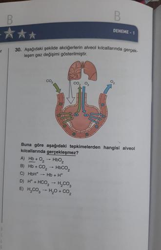 B
-★★★
r
30. Aşağıdaki şekilde akciğerlerin alveol kılcallarında gerçek-
leşen gaz değişimi gösterilmiştir.
CO
-
D) H+ + HCO3 → H₂CO3
E) H₂CO3 → H₂O + CO₂
DENEME-1
0₂
0₂
Buna göre aşağıdaki tepkimelerden hangisi alveol
kılcallarında gerçekleşmez?
A) Hb + O