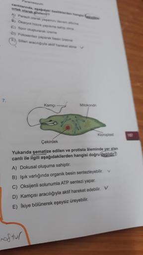 7.
Paramesyum
canlılarında, aşağdak berden hango
ortak olarak pozleni?
A) Parazit olarak yaşamin devam et
B) Okaryot hücre yapsına sahip o
C) Spor oluşturarak üreme
b) Fotosentez yaparak besin Gretme
E) Silleri aracılığıyla aktif hareket etme
noftul
Kamçı
