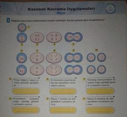 Kazanım Kavrama Uygulamaları
Mayoz
3 Aşağıda mayoz hücre bölünmesinin evreleri verilmiştir. Sorulan görsele göre cevaplandiriniz.
Ç
1
2
6
XX
XX
1
XX
X.X
3
X
Parça değişimi hangi nu-
maralı görselde gerçekle-
şir.
Kromotitlerin kutuplara
doğru çekildiği görselin
numarasını yazınız.
b
X X
XX
8
XX XX
5
(12
2n kromozom sayısına sa-
hip olan görsellerin numa-
ralarını yazınız.
d/Mayoz 1 evresine ait olan
görsellerin numarasını ya-
zınız.
e
10
DO
Homolog kromozomların ku-
tuplara doğru çekildiği görse-
lin numarasını yazınız.
Mayoz 2 evresine ait olan
görsellerin numarasını ya-
zınız.