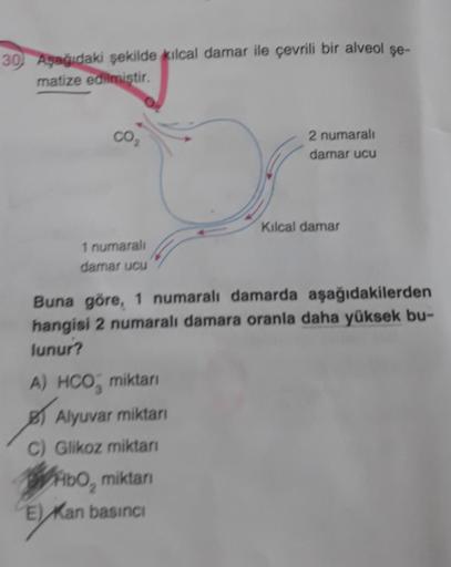 30 Aşağıdaki şekilde kılcal damar ile çevrili bir alveol şe-
matize edilmiştir.
1 numaralı
damar ucu
2 numaralı
damar ucu
A) HCO miktarı
Alyuvar miktarı
C) Glikoz miktarı
HbO, miktarı
E)Kan
E) Kan basıncı
Kılcal damar
Buna göre, 1 numaralı damarda aşağıdak