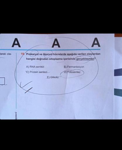 A
taralı ola-
A
A
19. Prokaryot ve ökaryot hücrelerde aşağıda verilen olaylardan
hangisi doğrudan sitoplazma içerisinde gerçekleşmez?
ayınevi
A) RNA sentezi
C) Protein sentezi
E) Glikoliz
B) Fermantasyon
D) Fotosentez