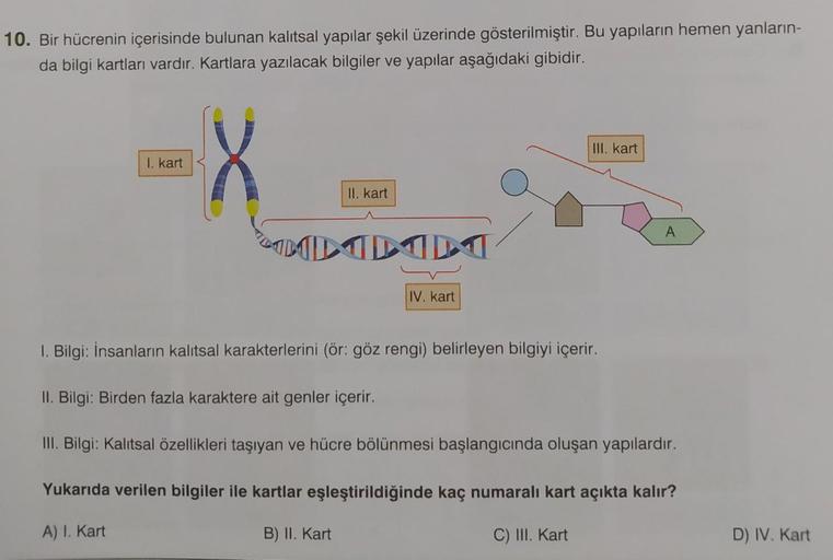 10. Bir hücrenin içerisinde bulunan kalıtsal yapılar şekil üzerinde gösterilmiştir. Bu yapıların hemen yanların-
da bilgi kartları vardır. Kartlara yazılacak bilgiler ve yapılar aşağıdaki gibidir.
I. kart
II. kart
DADADA
II. Bilgi: Birden fazla karaktere a