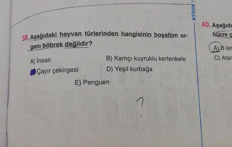 38. Aşağıdaki hayvan türlerinden hangisinin boşaltım or-
ganı böbrek değildir?
A) İnsan
Çayır çekirgesi
B) Kamçı kuyruklu kertenkele
D) Yeşil kurbağa
E) Penguen
AYDIN Y
40. Aşağıda
hücre c
A) B ler
C) Atar